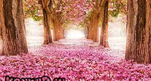توصیه های نوروزی به داوطلبان کنکور
