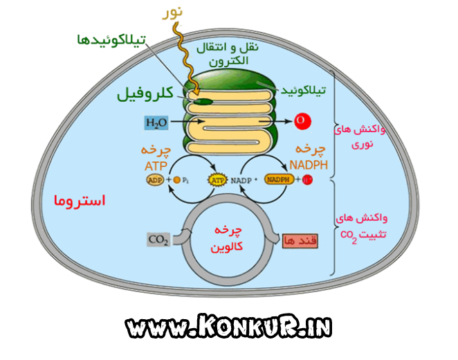 دانلود نکات کنکوری فصل 5 و 6 زیست دوازدهم