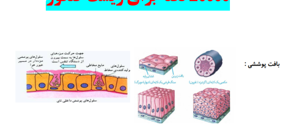 بیست هزار نکته ترکیبی زیست شناسی