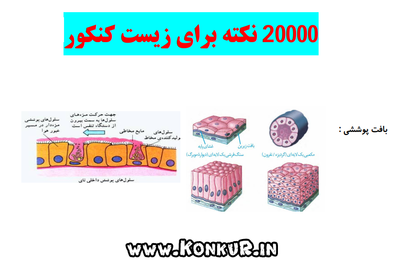 بیست هزار نکته ترکیبی زیست شناسی