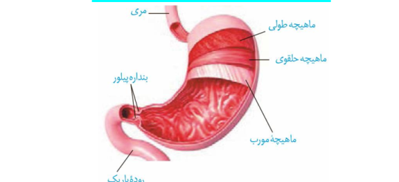 دانلود جزوه تحلیل کنکوری معده درس زیست شناسی