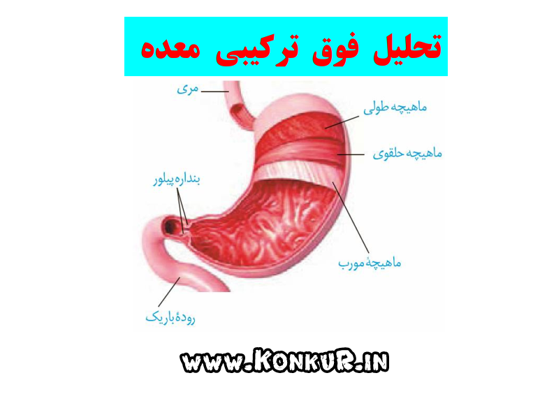 دانلود جزوه تحلیل کنکوری معده درس زیست شناسی